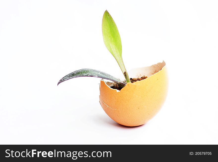 Small new plant growing in an eggshell. Small new plant growing in an eggshell