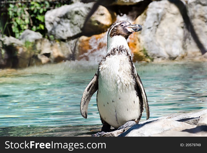 He Humboldt Penguin (Spheniscus humboldti) (also termed Peruvian Penguin, or Patranca) is a South American penguin, that breeds in coastal Peru and Chile. Its nearest relatives are the African Penguin, the Magellanic Penguin and the GalÃ¡pagos Penguin. The penguin is named after the cold water current it swims in, which is itself named after Alexander von Humboldt, an explorer.