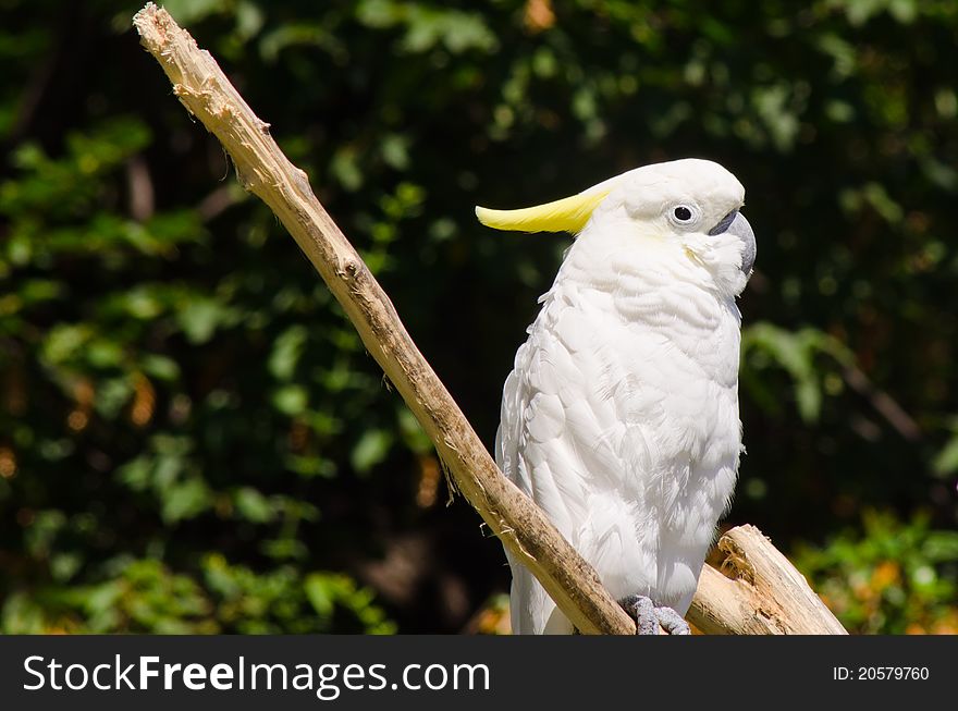 The Yellow-crested Cockatoo, Cacatua sulphurea, also known as the Lesser Sulphur-crested Cockatoo, is a medium-sized (approximately 35 cm long) cockatoo with white plumage, bluish-white bare orbital skin, grey feet, a black bill, and a retractile yellow crest.