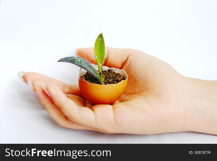 Sprout in an eggshell in a girl's hand. Sprout in an eggshell in a girl's hand