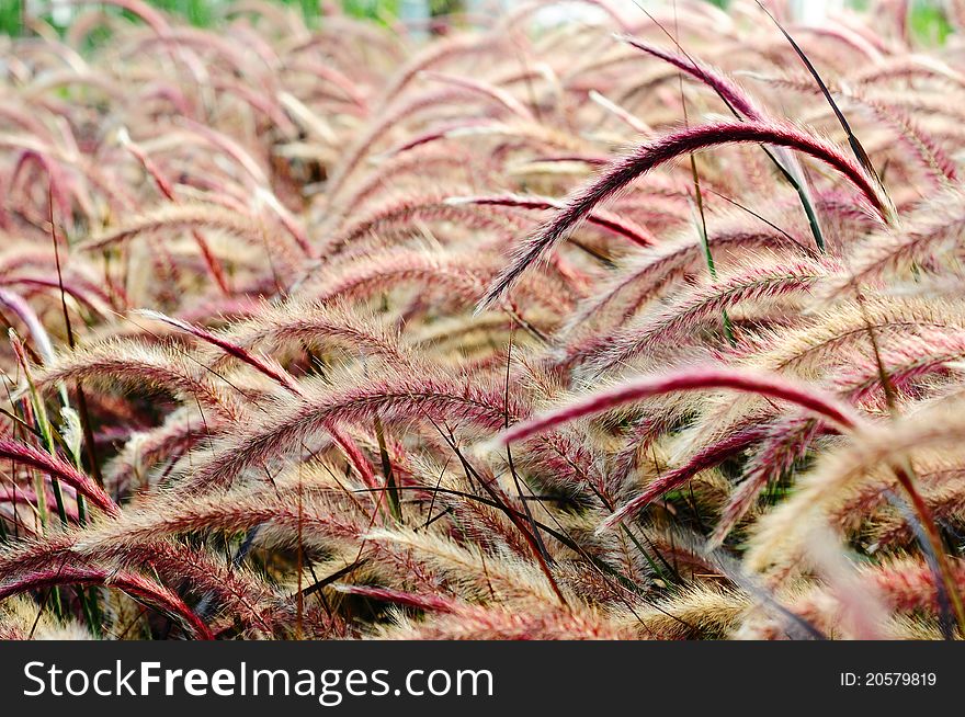 Red Bristle grass Herb in the wind