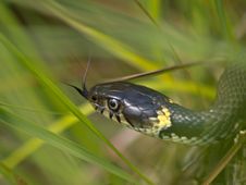 Grass Snake Tongue Stock Photography Grass Snake Tongue Stock Photography