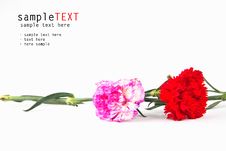 Pink And Red Carnation Flower Stock Photo Pink And Red Carnation Flower Stock Photo