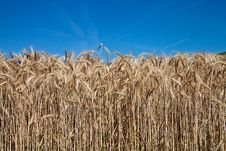 Spikes Of Wheat And Blue Sky Royalty Free Stock Photography Spikes Of Wheat And Blue Sky Royalty Free Stock Photography