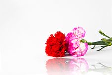 Pink And Red Carnation Flower Royalty Free Stock Images Pink And Red Carnation Flower Royalty Free Stock Images