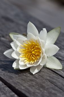 White Lily Royalty Free Stock Photography
