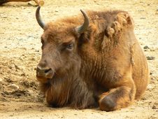 Young Bison Stock Images Young Bison Stock Images