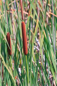 Cat Tails Royalty Free Stock Image