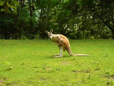 Kangaroo Royalty Free Stock Photos Kangaroo Royalty Free Stock Photos