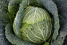 Organic Savoy Cabbage Stock Photo Organic Savoy Cabbage Stock Photo