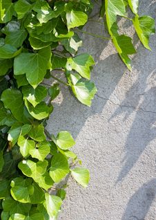 Green Creeper Stock Photography Green Creeper Stock Photography