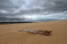 Dead Tree In The Sand Stock Image Dead Tree In The Sand Stock Image