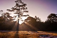 Clear Rays Of Light Shining Through The Forest In Royalty Free Stock Image Clear Rays Of Light Shining Through The Forest In Royalty Free Stock Image