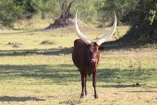 Ankole Bull Stock Image