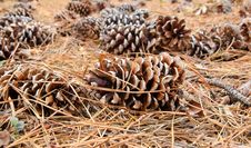 Pine Cones Stock Image Pine Cones Stock Image