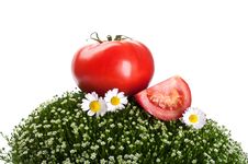 Fresh Tomato On A Green Grass Royalty Free Stock Photography Fresh Tomato On A Green Grass Royalty Free Stock Photography
