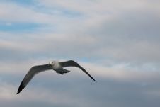 Seagull Flying Royalty Free Stock Photography Seagull Flying Royalty Free Stock Photography