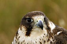 Head Study Of A Hybrid Peregrine/Saker Falcon. Royalty Free Stock Image Head Study Of A Hybrid Peregrine/Saker Falcon. Royalty Free Stock Image
