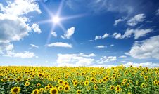 Sunflowers Field By Summertime. Royalty Free Stock Image Sunflowers Field By Summertime. Royalty Free Stock Image