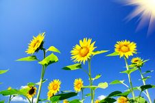 Fine Sunflowers And Fun Sun In The Sky. Stock Photo Fine Sunflowers And Fun Sun In The Sky. Stock Photo