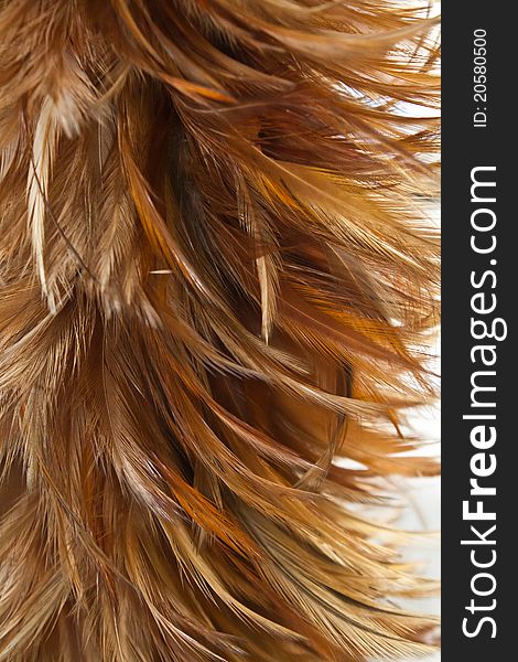 Chicken Feather Texture