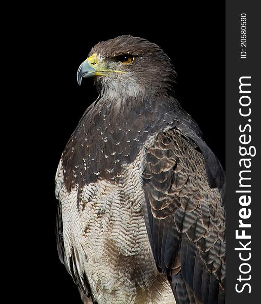 A portrait of a Black-chested Buzzard-eagle in a Wildpark.