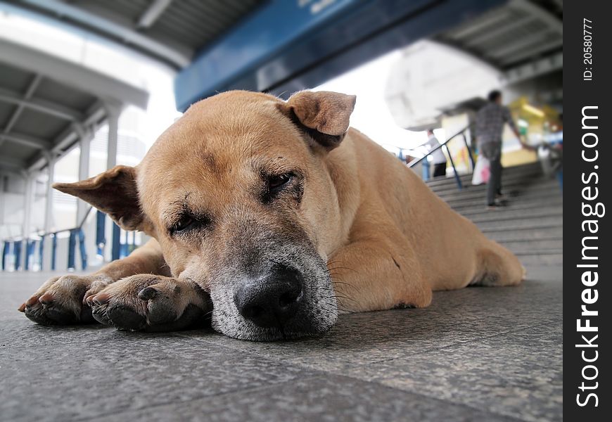 Dog laying look so sleepy at sky train station, Bangkok