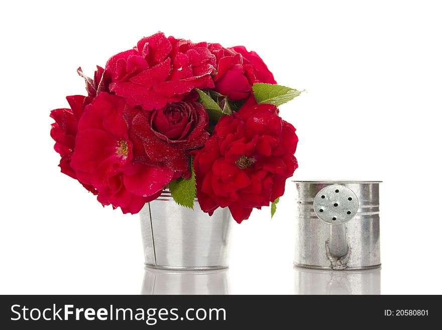 Close-up of a beautiful bouquet of red roses in a bucket of poison deleznom steel watering can. Isolated. Close-up of a beautiful bouquet of red roses in a bucket of poison deleznom steel watering can. Isolated