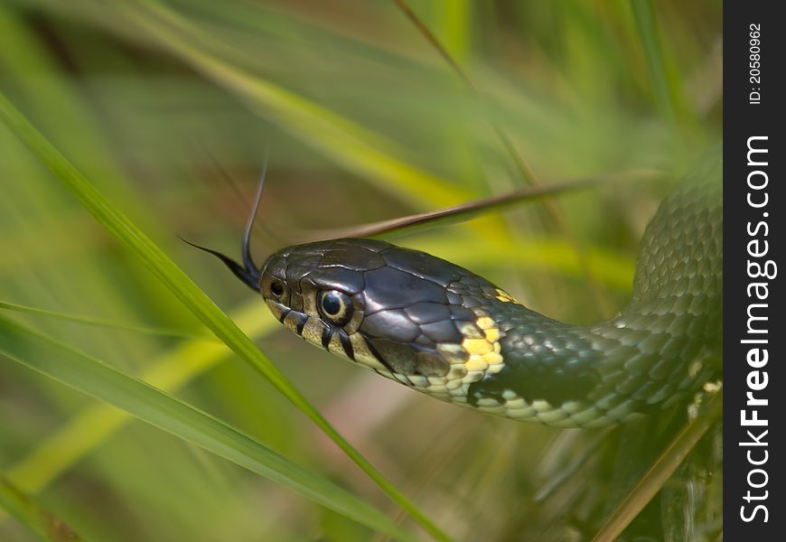 Grass Snake Tongue