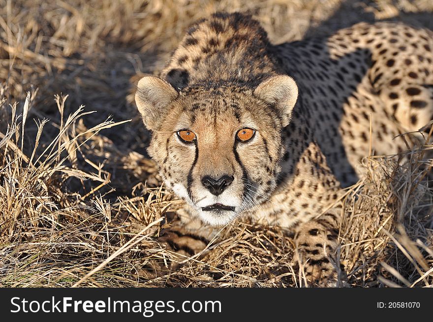 Alert cheetah in evening light