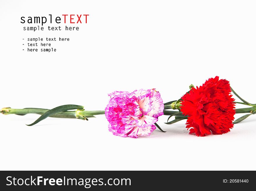 Pink and red carnation flower on white background