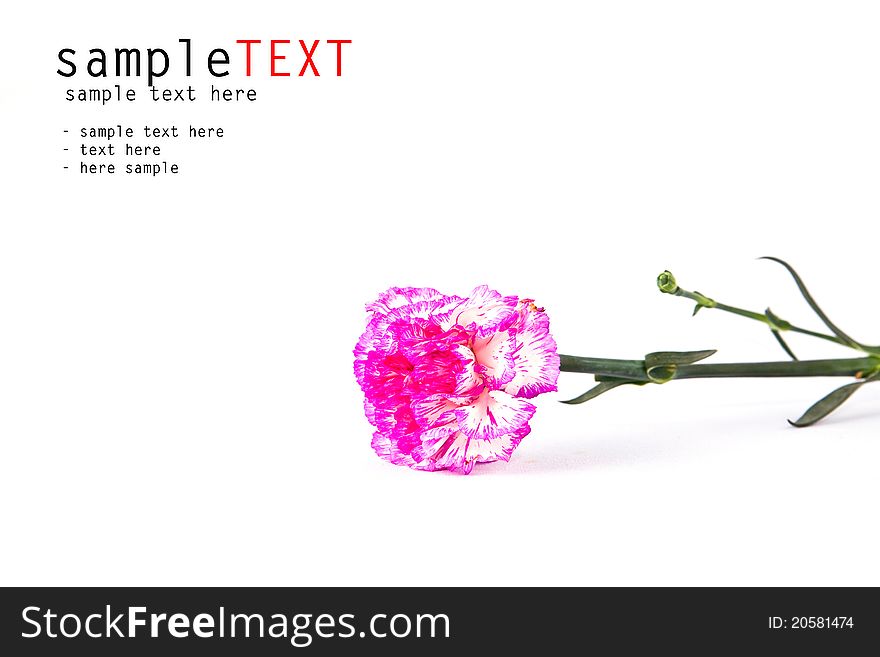 Pink carnation flower isolate on white background