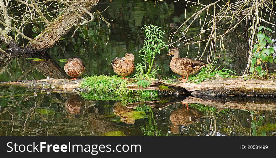 Ducks under the water, over naturally lake Dlugie, in poland, this is naturaly scene in trees, grases, on lekes coast