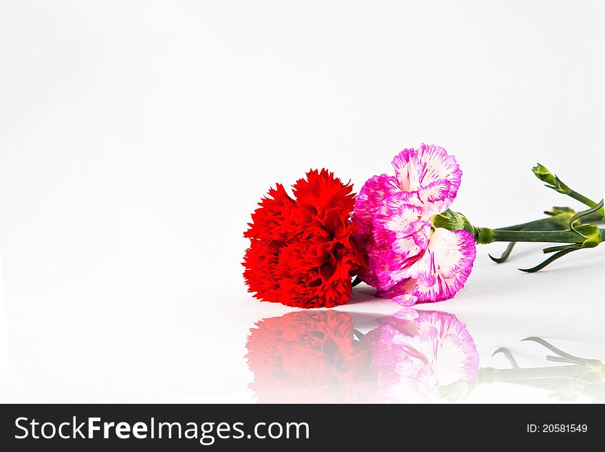 Pink and red carnation flower on white background