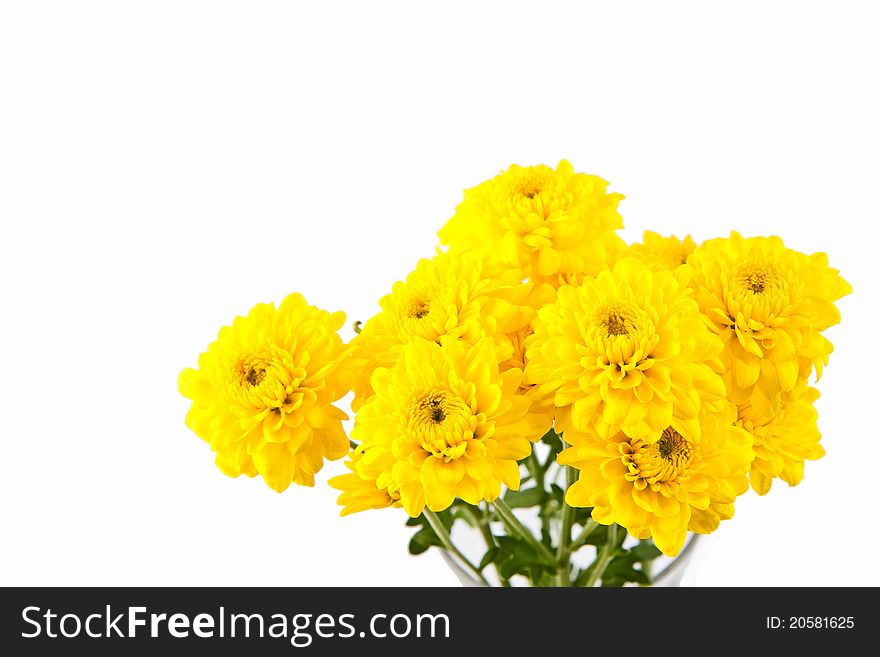 Yellow chrysanthemum flower