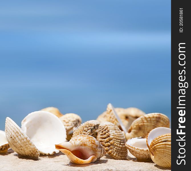 Big Shell on wet sand. Some more shells in background.