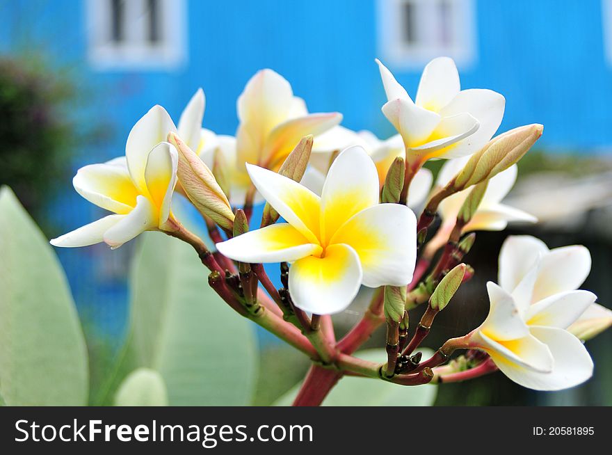 Fragrant flowers of Frangipani in front of the blue house