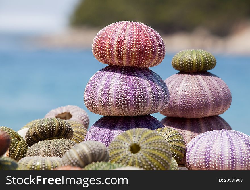 Big Shell on wet sand. Some more shells in background