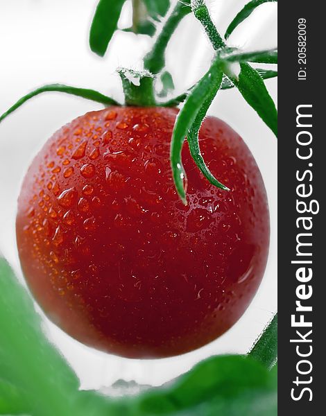 Fresh and juicy tomato with water drops on it