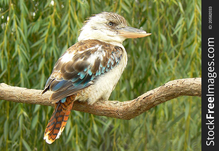 Blue-winged kookaburra Dacelo leachii