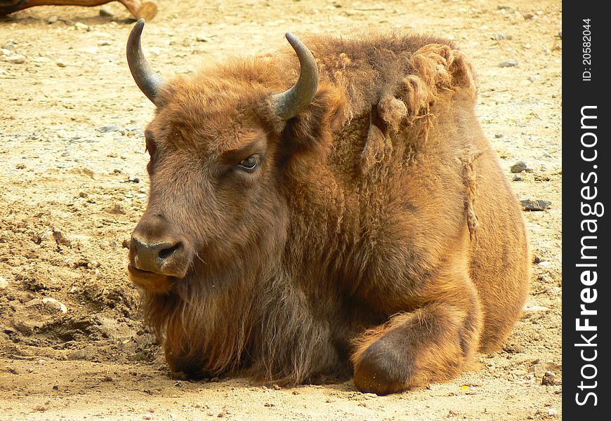 Young Bison (Bison bonasus) resting and looking at you