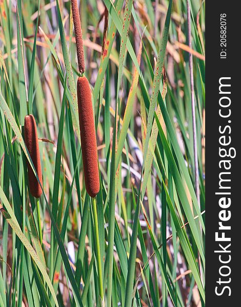 Cat tails in blades of green grass