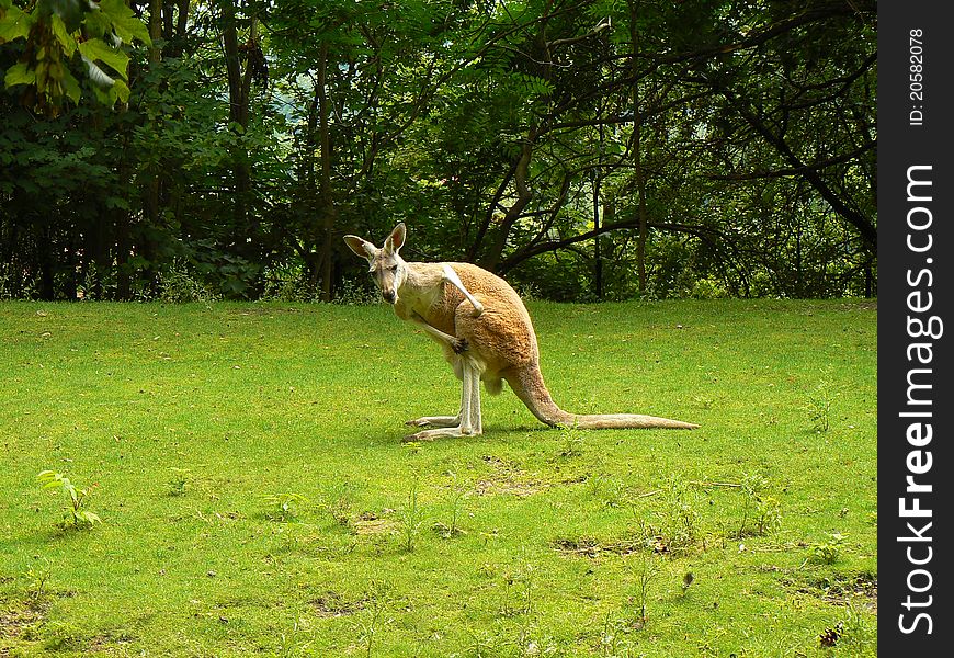 Red Kangaroo (Macropus rufus) looking at you on the grass