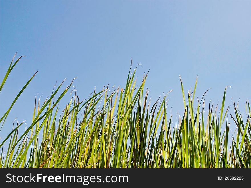 Green grass against blue sky background