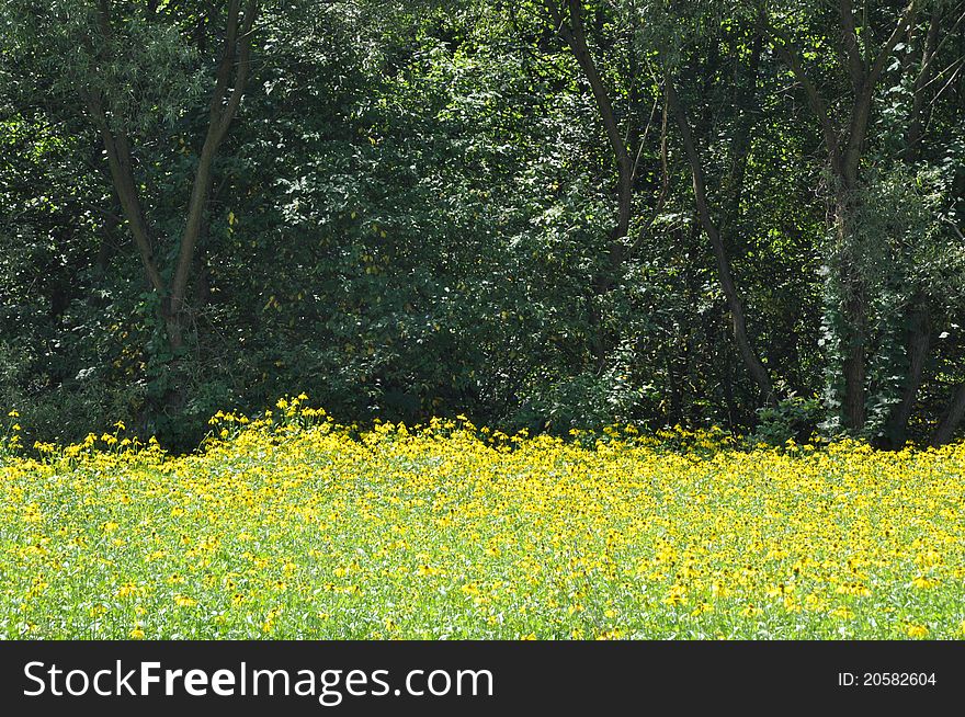 Yellow meadow at the edge of the forest