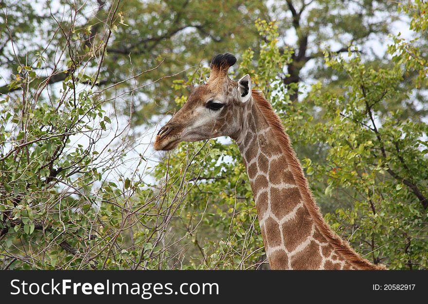 Giraffe (Giraffa Camelopardalis)
