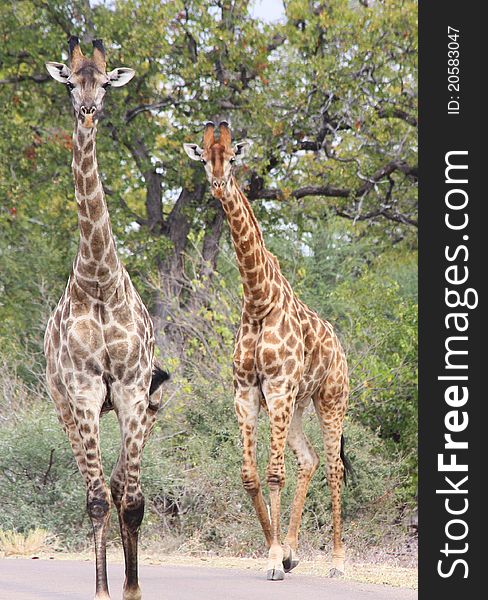 Giraffes (Giraffa Camelopardalis)
