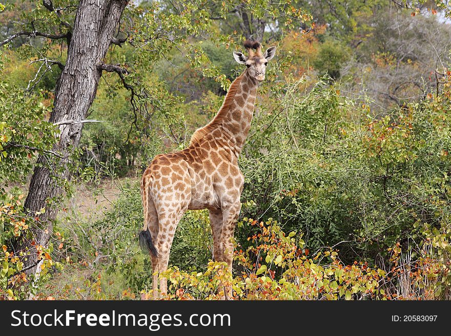 Giraffe (Giraffa camelopardalis) in Kruger National Park, South Africa