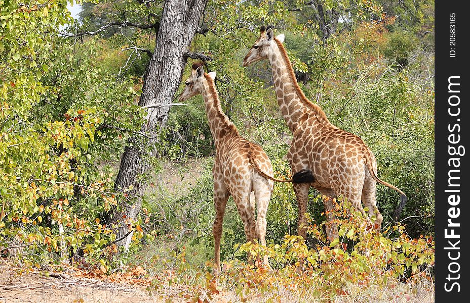 Giraffes (Giraffa camelopardalis) in Kruger National Park, South Africa