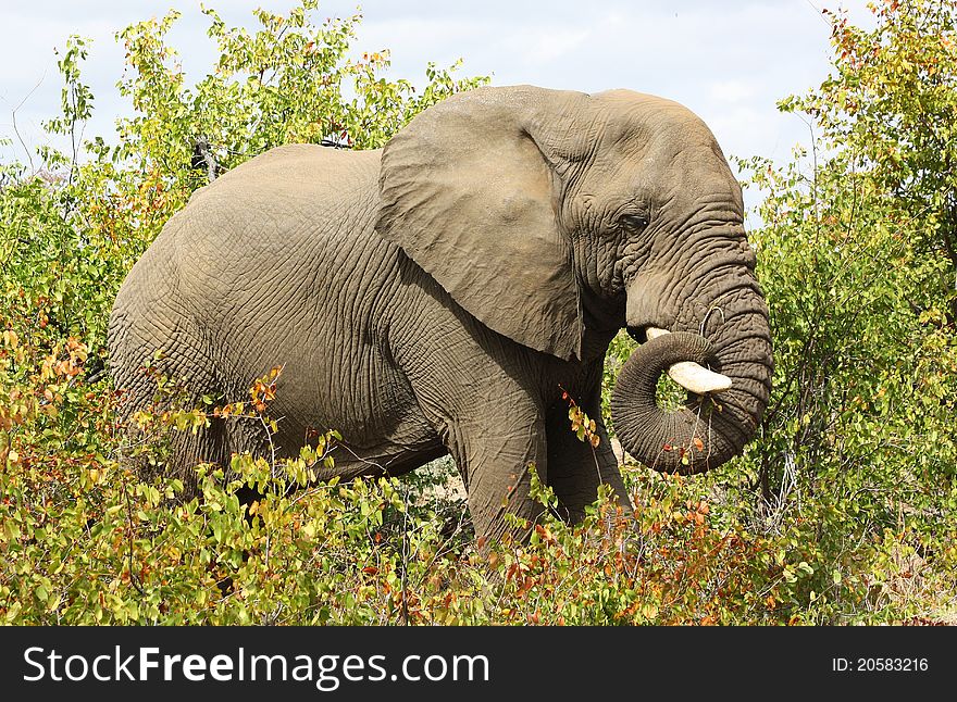 African elephant in Kruger National Park, South Africa